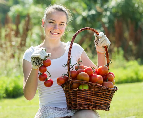 Vrouw die tomaten plukt — Stockfoto