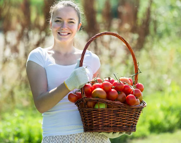 Frau pflückt Tomaten — Stockfoto