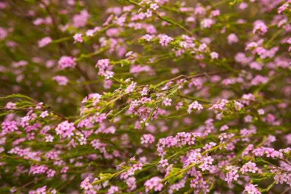 Coleonema pulchellum bloemen — Stockfoto