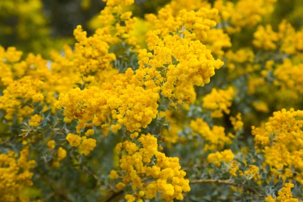 Flores de acacia howittii — Foto de Stock