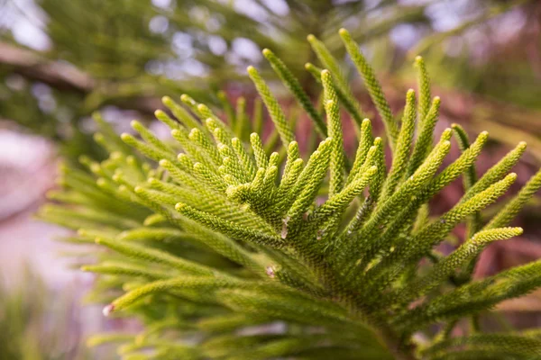 Ετεροφυλόφιλα αειθαλή araucaria — Φωτογραφία Αρχείου