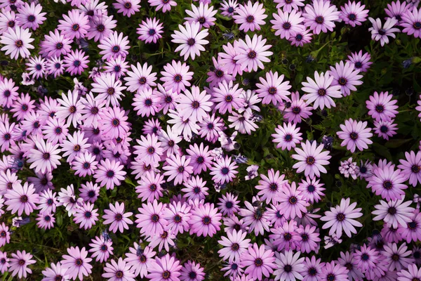 Газанія longiscapa квіти — стокове фото