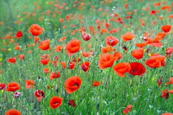 Kvetoucí divoký červený mák — Stock fotografie