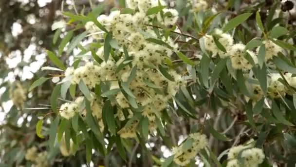 Eucalyptus microcarpa takken — Stockvideo
