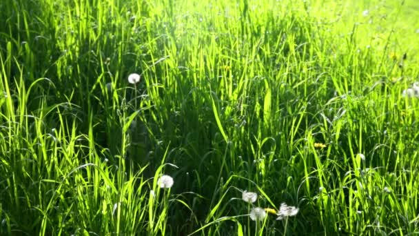 Hierba verde en prado salvaje — Vídeos de Stock