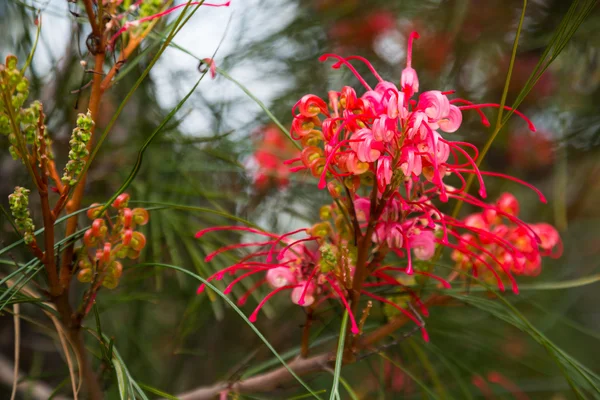 Flores de grevillea johnsonii — Fotografia de Stock