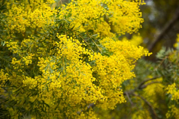 Akacja cultriformis żółte kwiaty — Zdjęcie stockowe