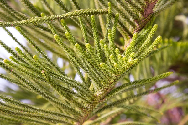 Araucaria heterophylla arrastra — Foto de Stock