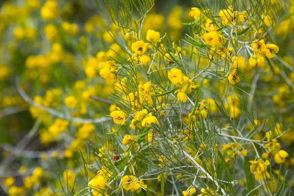 Senna artemisioides florecen — Foto de Stock