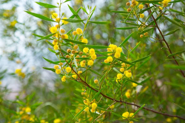 Acacia dodonaefolia fleurs jaunes — Photo