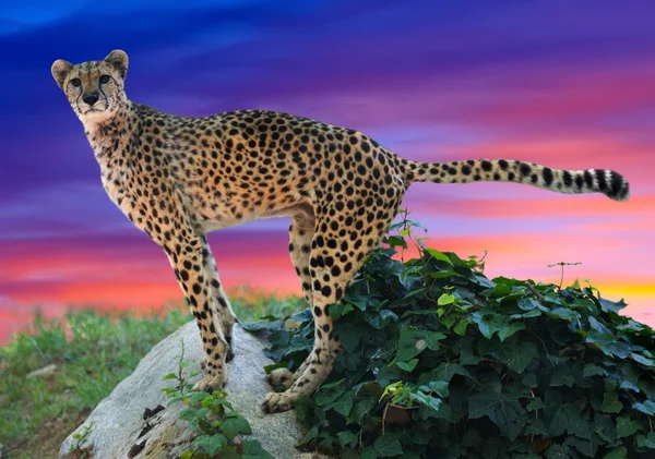 Cheetah standing on stone — Stock Photo, Image