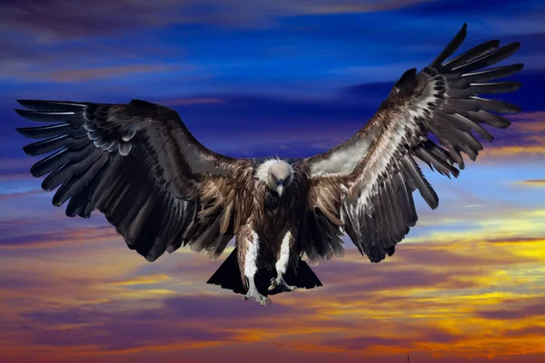 Flying  condor    in sunset sky — Stock Photo, Image