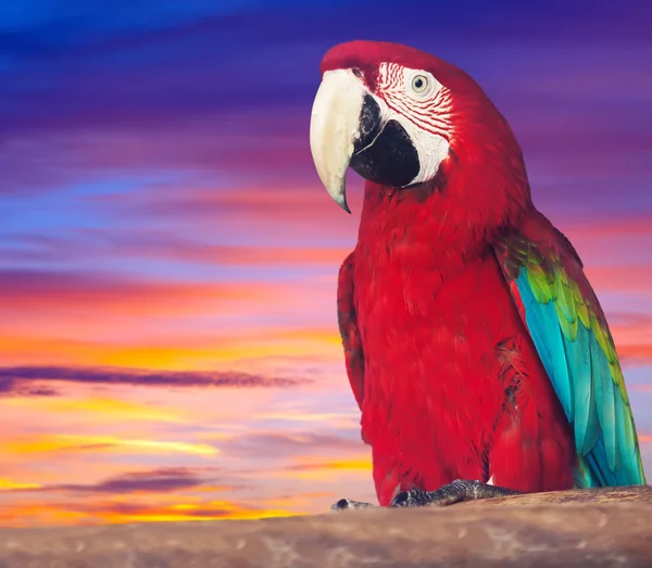 Portrait of  red macaw papagay — Stock Photo, Image