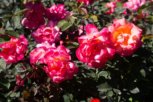 Red rose flowers — Stock Photo, Image