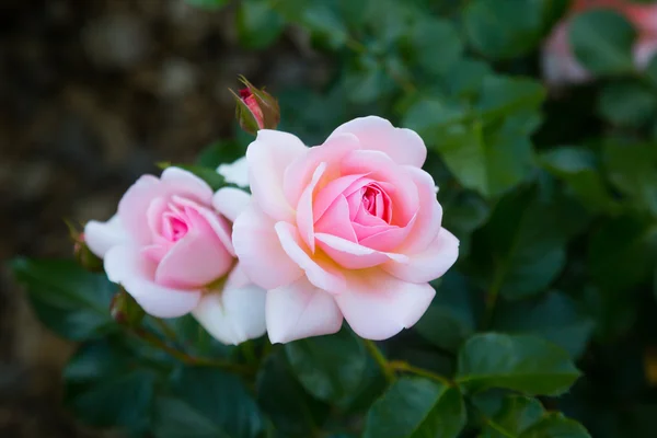 Pastel pink rose — Stock Photo, Image