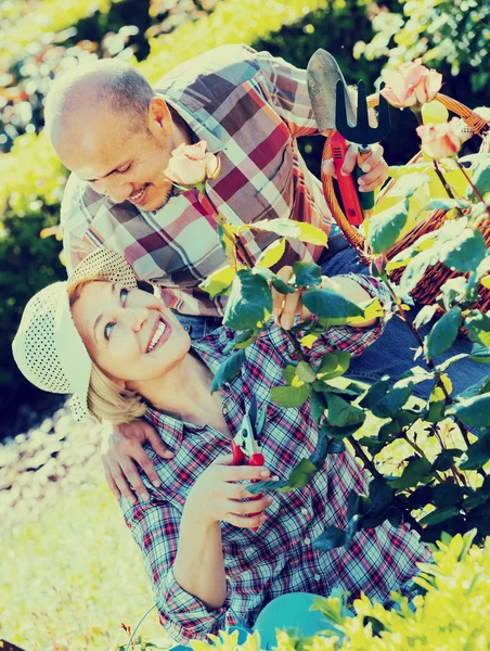 Jardinería de pareja de ancianos en el patio trasero —  Fotos de Stock