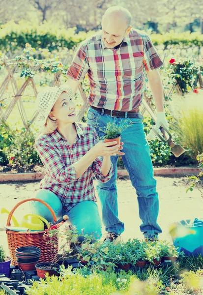 Senior couple looking after flowers — Stock Photo, Image