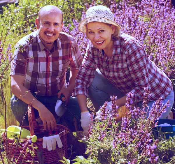 Senior positieve paar bezig met tuinieren — Stockfoto