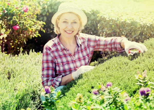 Seniorin schneidet eine grüne Hecke — Stockfoto