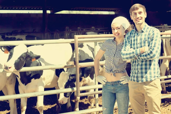 Due persone che applaudono mucche — Foto Stock