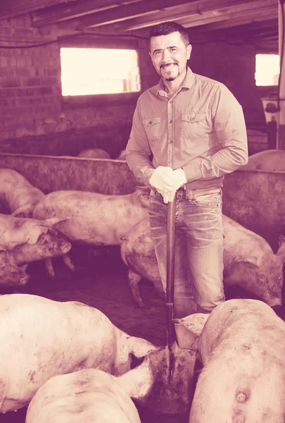 Rijpe boer in hangar met varkens — Stockfoto