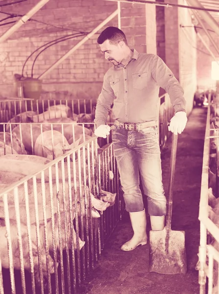 Människa som arbetar på en djurfarm — Stockfoto