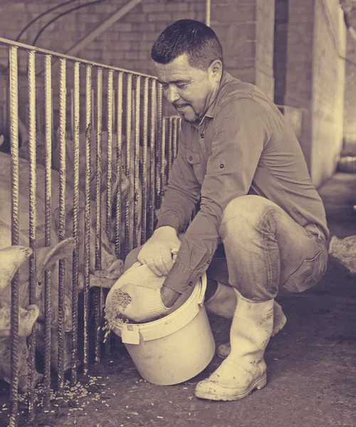 Male farmer giving pelleted food to hogs — Stock Photo, Image