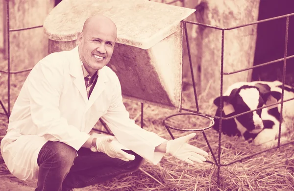 Vet taking care of newborn calf — Stock Photo, Image