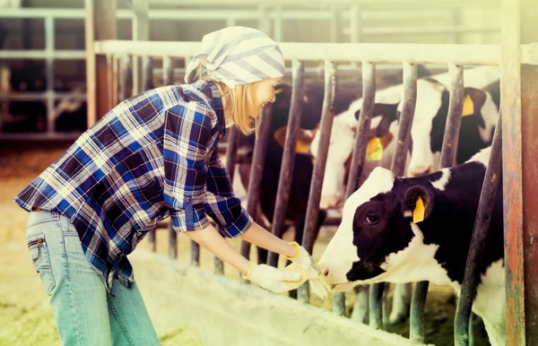 Mujer con vacas en la granja —  Fotos de Stock