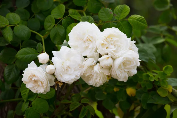 White rose bush — Stock Photo, Image
