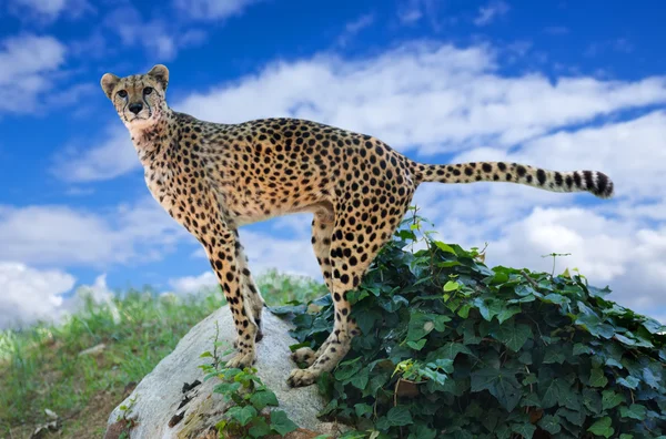 Gepard steht auf Stein — Stockfoto