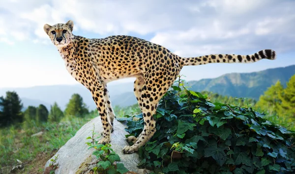 Male cheetah   on stone — Stock Photo, Image