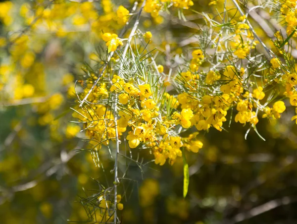 Floración Cassia plumosa en primavera — Foto de Stock