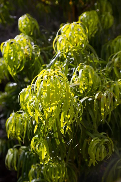 Podocarpus henkelii завод в весна — стокове фото