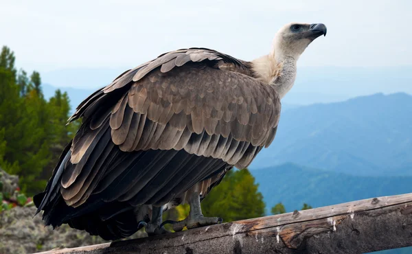 Abutre Griffon na selvageria — Fotografia de Stock