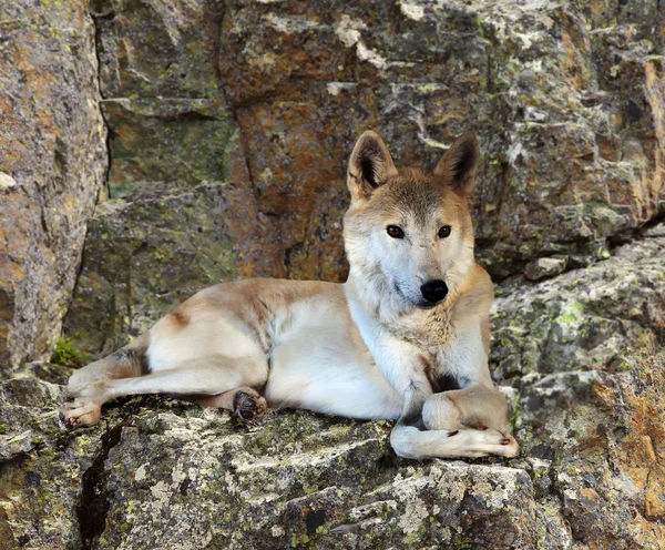 Gray wolf sits on rock — Stock Photo, Image