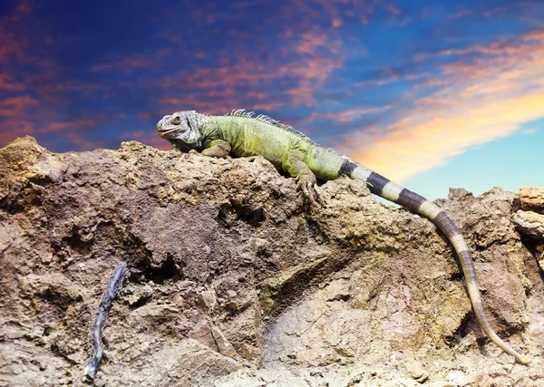 Grüner Leguan auf Stein — Stockfoto