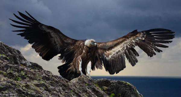 山を飛んでベンガルハゲワシ — ストック写真