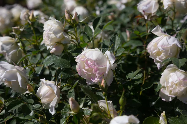 White rose bush — Stock Photo, Image