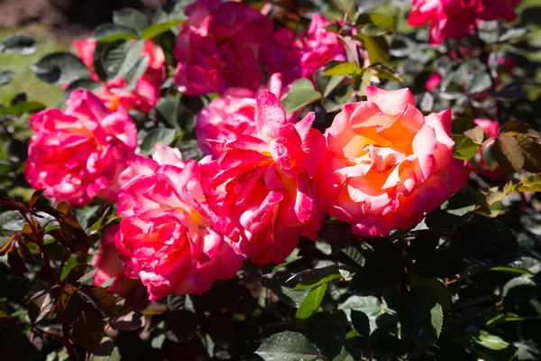 Red rose bush — Stock Photo, Image