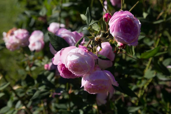 Květy růžové růže bush — Stock fotografie