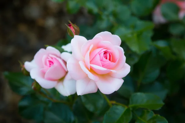 Rosa roseplanter – stockfoto