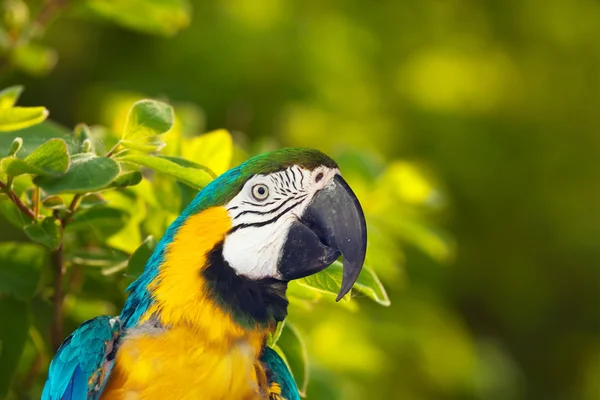 Head of  Macaw papagay — Stock Photo, Image