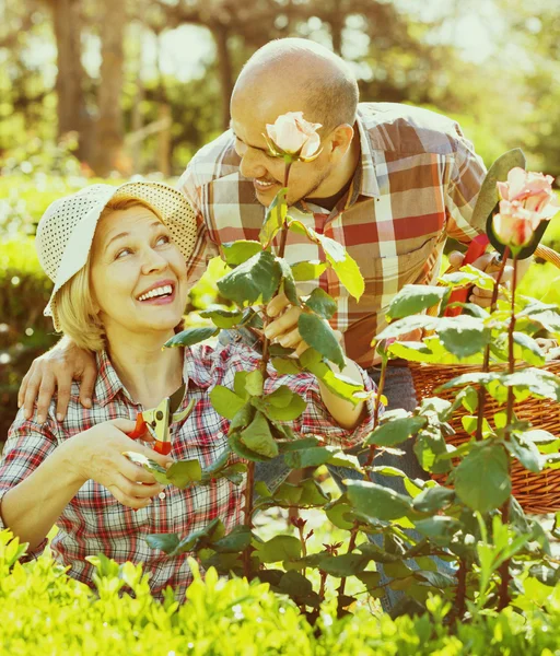 Senior koppel op zoek naar bloemen — Stockfoto