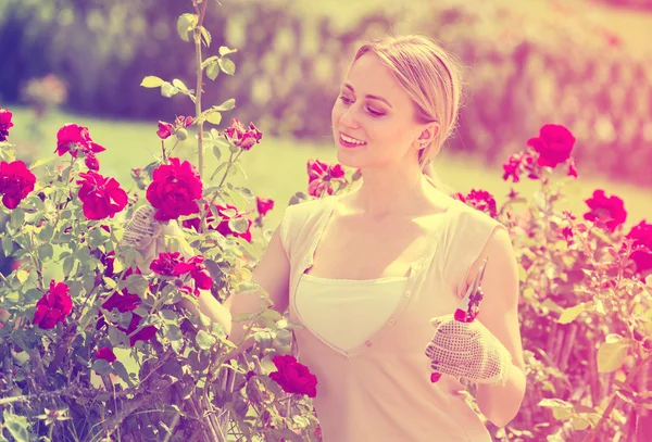 Femme travaillant avec des roses de brousse — Photo