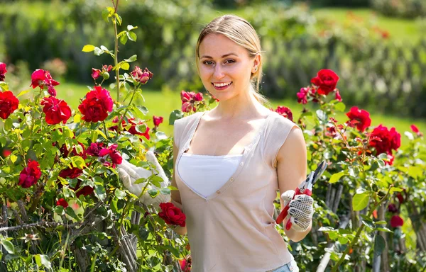 Woman working with bush roses — Stock Photo, Image