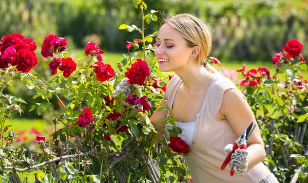 Young female gardener caring roses — Stock Photo, Image