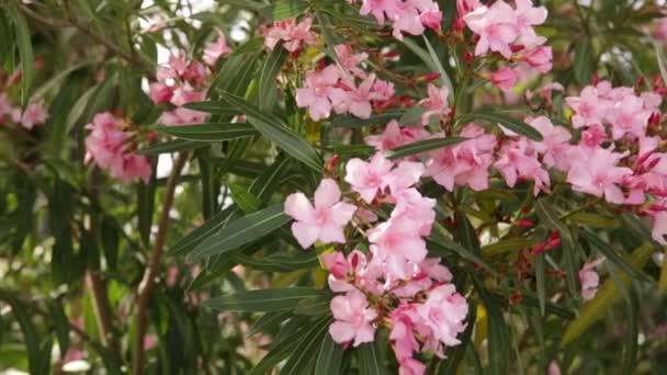 Közelkép a virágzó oleander a mezők tavasszal — Stock videók