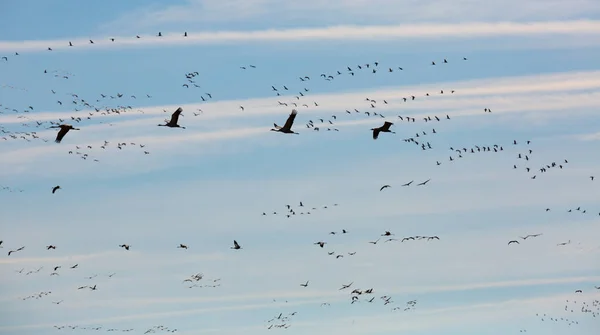Flock av kranar som flyger på himlen — Stockfoto