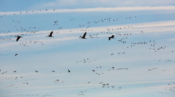 Gregge di gru che volano in cielo — Foto Stock